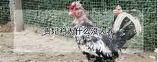 卡罗拉月季介绍