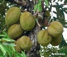 中国榴莲产地都在哪里