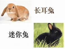 兔子的同类有哪些
