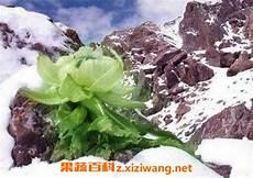 雪莲花的功效与作用及食用方法