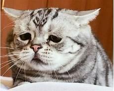 猫咪表情图片