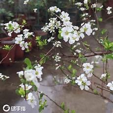 雪柳夏天是不是都干了