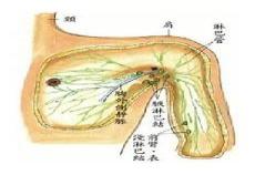 为什么腋窝总是出汗