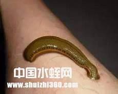 水蛭治疗血栓骗局