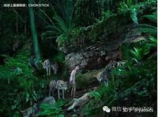 狼现在有多少只